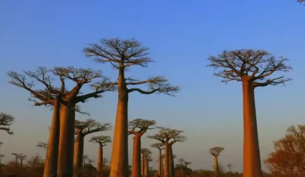 “Achemą” vilioja Afrika
