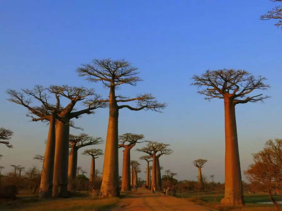 “Achemą” vilioja Afrika