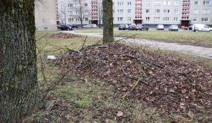 “Klaipėdos želdiniams” – daugiau vietos