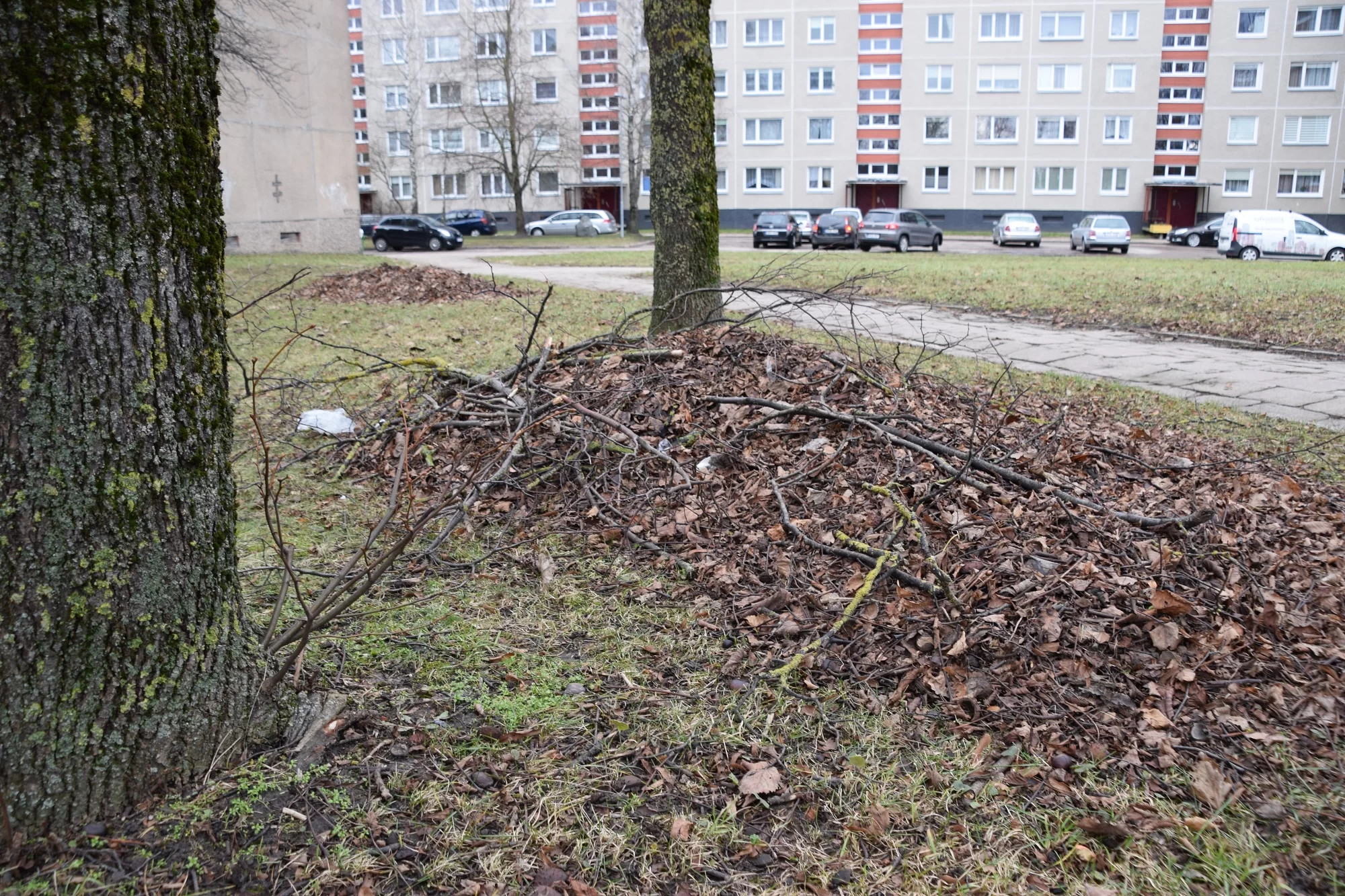 “Klaipėdos želdiniams” – daugiau vietos