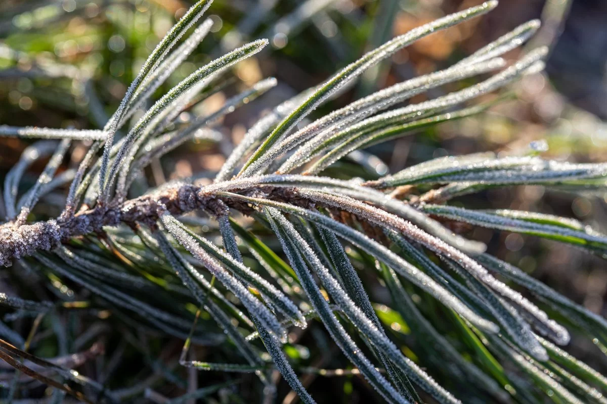 Termometrai