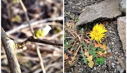 Žiedų karalystėje gėlės nekvepia