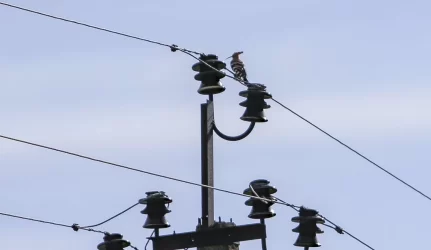 Elektros tiekėjai