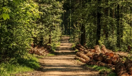 Medienos sektoriaus darbuotojai – už racionalų miško kirtimą, prieš demagogiją