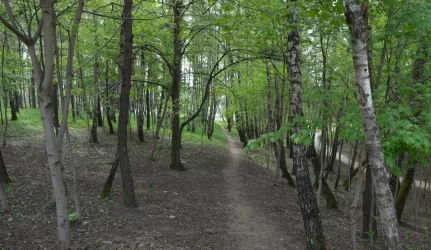 Romainių miško parkas