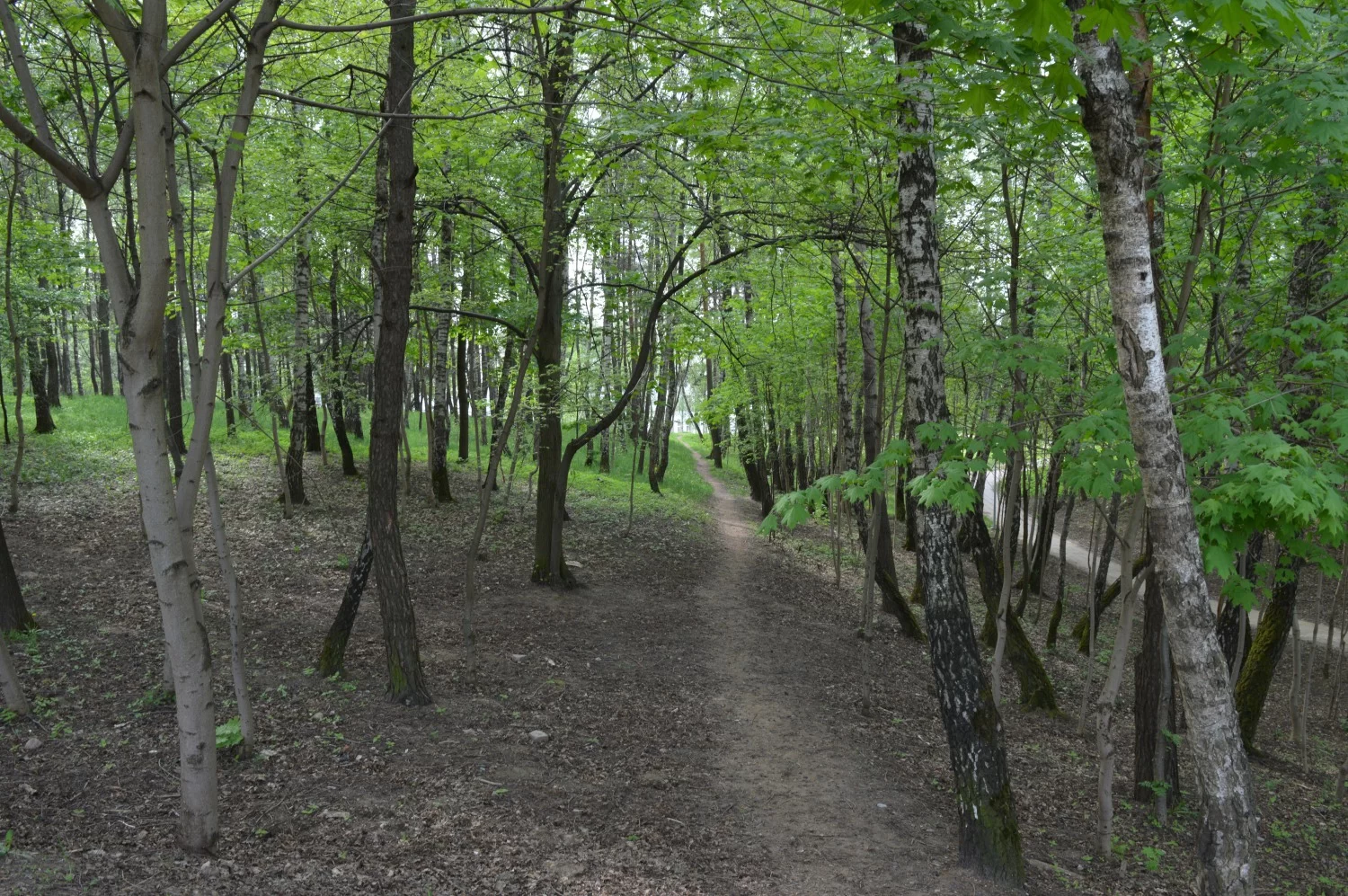Romainių miško parkas