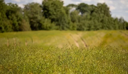 Žemės grąžinimas Kaune nesibaigęs – trūksta žemės