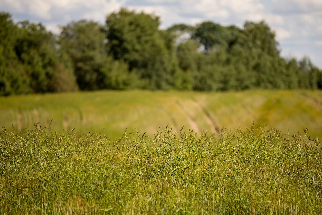 Žemės grąžinimas Kaune nesibaigęs – trūksta žemės
