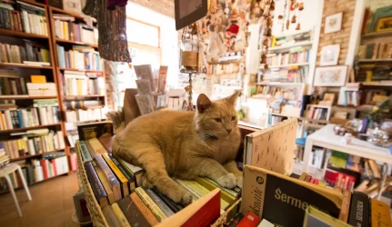 Pradedamas rengti Užupio bibliotekos remonto projektas