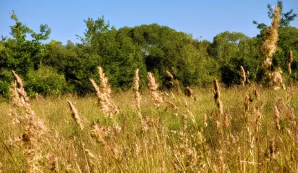 Šiaulių savivaldybė išnuomoja sklypą