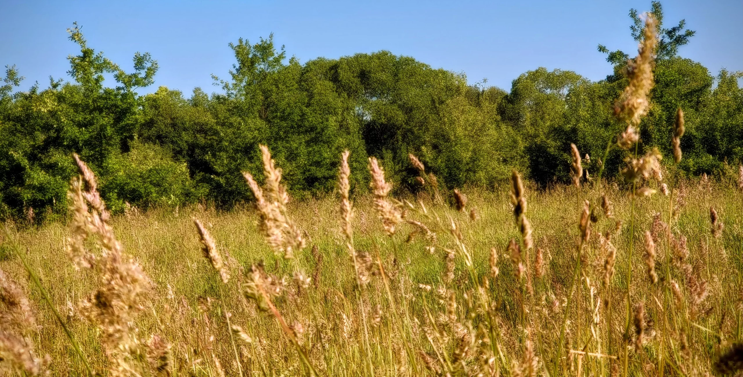 Šiaulių savivaldybė išnuomoja sklypą