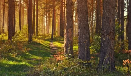 naujų miškų įveisimas