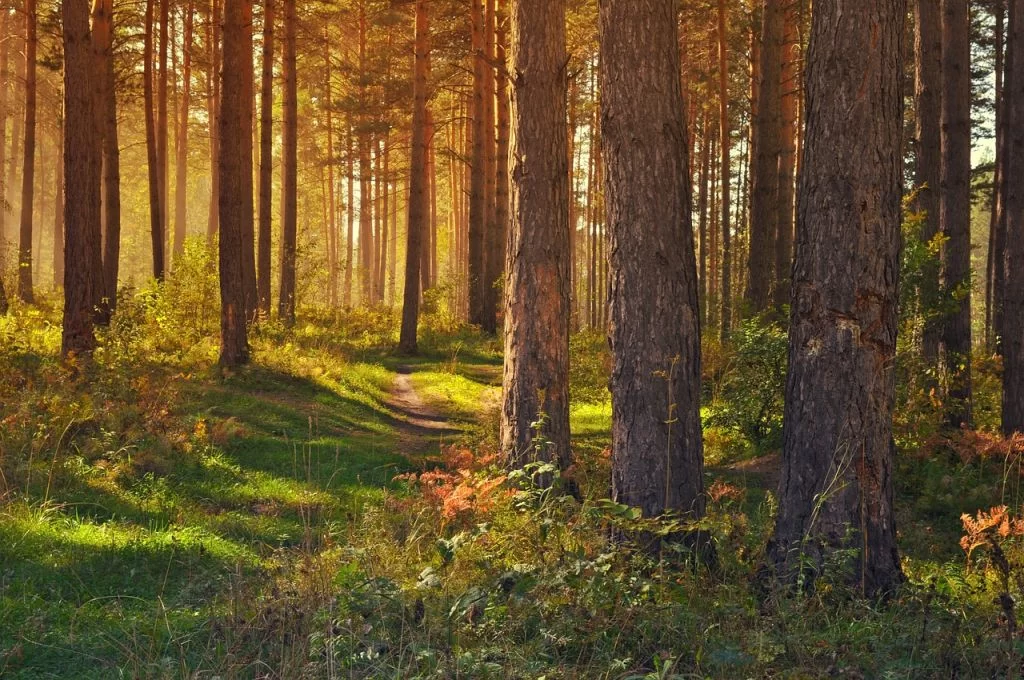 naujų miškų įveisimas