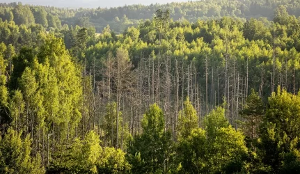 Žemės grąžinimas