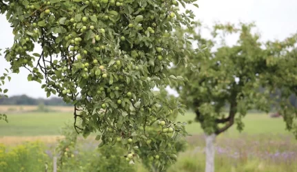 Mugėje – sodo medžiai, kurių nepuola kenkėjai