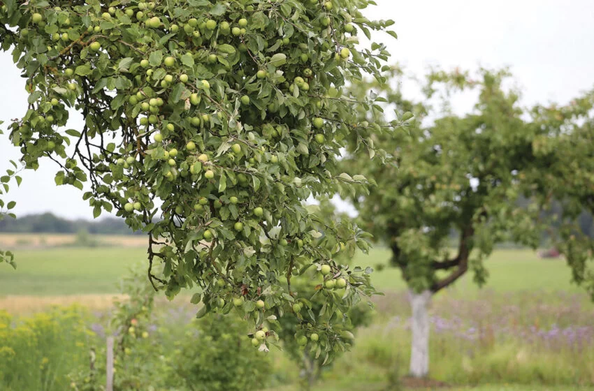 Mugėje – sodo medžiai, kurių nepuola kenkėjai