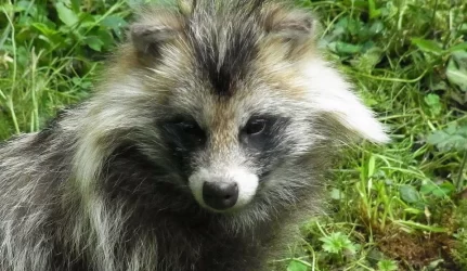 Apie elektros pavojus “pasakojo” egzotiški gyvūnai
