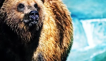 Atidaryta sąskaita meškino Timofejaus namo statybai