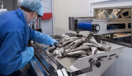 Klaipėdos žuvininkystės produktų aukcionas