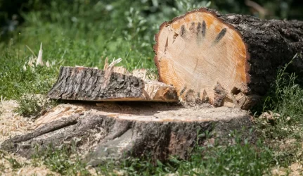 Melnragės medžių kirtimas