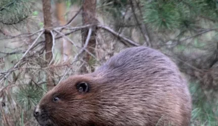 Turtą grioviais nuplukdo bebrai