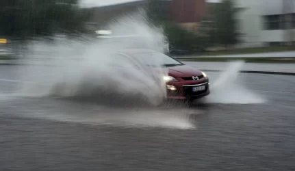 Liūtys smilgų gatvė