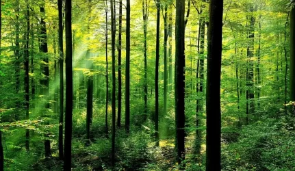 Miško nebegali nei parduoti, nei pirkti