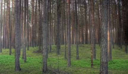 Pardavimas pirkimas miškai