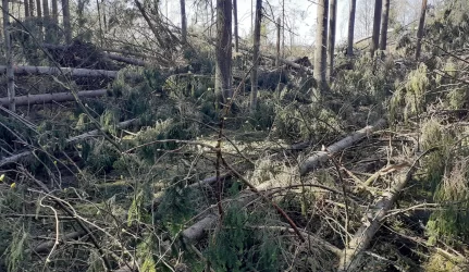 Neteisėti miško kirtimai