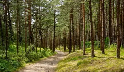 Apleistoms žemėms neriama kilpa