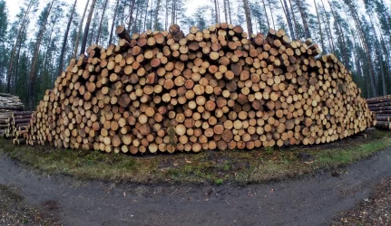 Medienos perdirbimas