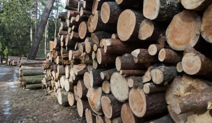 Pigi latviška mediena žlugdo lietuvių miškininkus
