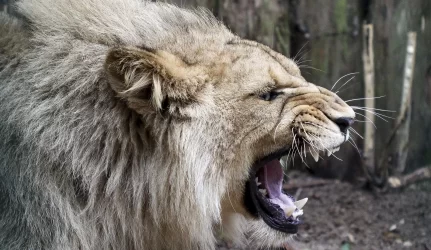 Antikonstitucinis LEO LT