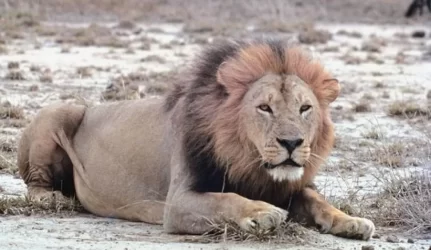 “Leo LT” likimas paaiškės po dviejų savaičių