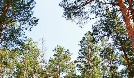 Šiemet už neteisėtus miško kirtimus skirta 151 tūkst. litų baudų