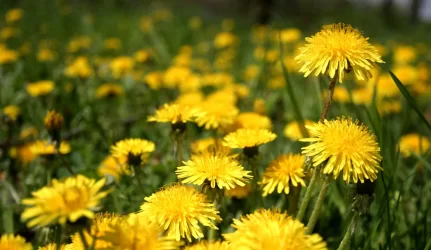 Tautos prisikėlimo partijos frakcija nepritaria siūlymui mažinti žemės reformos finansavimą