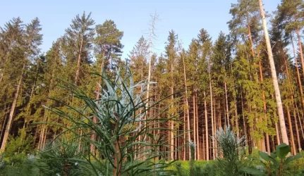 Miškininkai peikia miškų privatizavimo idėją