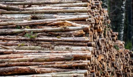 Medienos kainų augimą lėmė šalta žiema