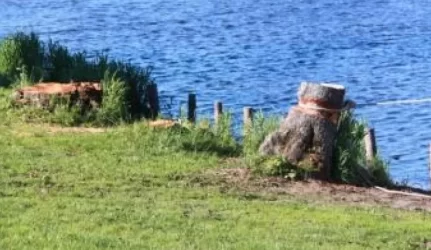 Medžių kirtimas Mingėje – ciniškiausias nusikaltimas