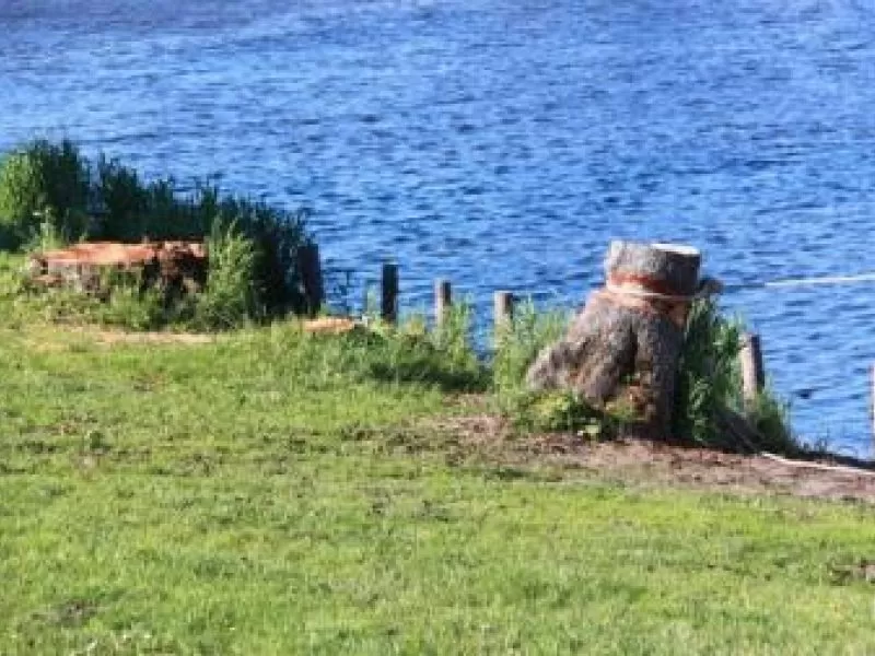 Medžių kirtimas Mingėje – ciniškiausias nusikaltimas