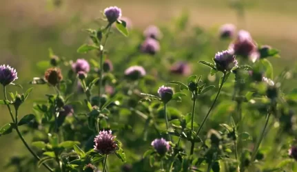 Norima didinti mokestį už apleistą žemę