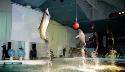 "Konsolė" už 10 mln. litų rekonstruos delfinariumą