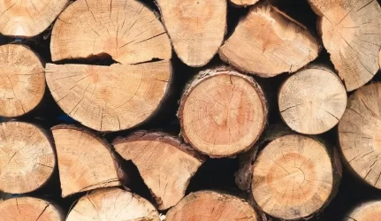 "Medienos eros" apyvarta šiemet augs apie 30 proc.