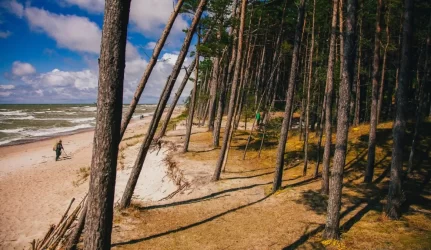 Ekspertai: Girulių miške suplanuota gatvė - nebūtina