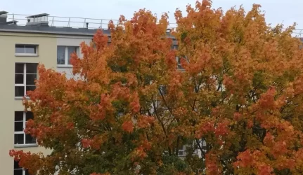 Ar lapai galėtų šildyti daugiabučius?