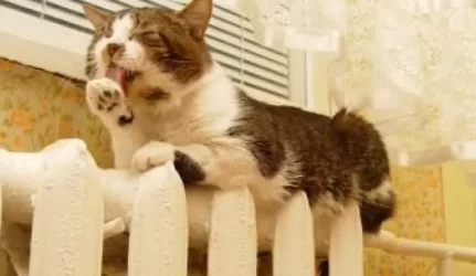 Kauniečiai energetikams skolingi 57,9 mln. litų