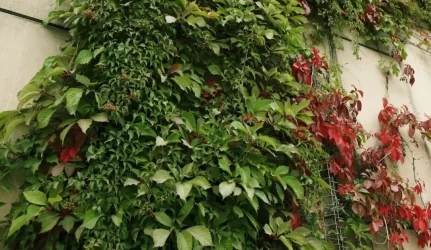 Žalioji Vilniaus miesto vizija apraizgyta strategijos vijokliais