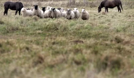 Nesutaria dėl žemės pardavimo užsieniečiams