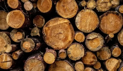 Siekiama didinti medienos pervežimus geležinkeliais