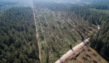 Pernai neteisėtai iškirsta trečdaliu mažiau medienos